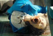 Iconic Zombie Film Returns to Theaters Quickly, Director’s New Horror Movie Will get Teaser Trailer