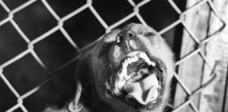 THIS IS AMERICA: How Writing A couple of Pop Idol Unleashes Threats of Homicide and Rape, And Accusations of… Zionism